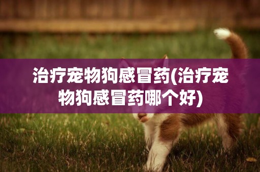 治療寵物狗感冒藥(治療寵物狗感冒藥哪個好)