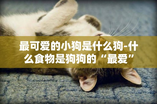 最可愛的小狗是什么狗-什么食物是狗狗的“最愛”