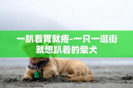 一趴著胃就疼-一只一逛街就想趴著的柴犬