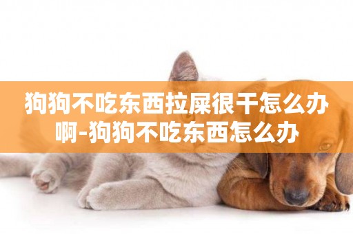 狗狗不吃東西拉屎很干怎么辦啊-狗狗不吃東西怎么辦