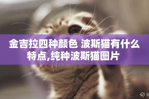 金吉拉四種顏色 波斯貓有什么特點,純種波斯貓圖片 