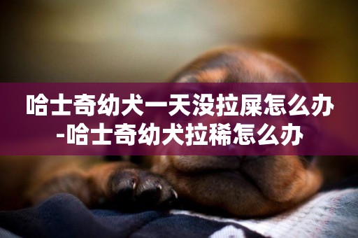 哈士奇幼犬一天沒拉屎怎么辦-哈士奇幼犬拉稀怎么辦