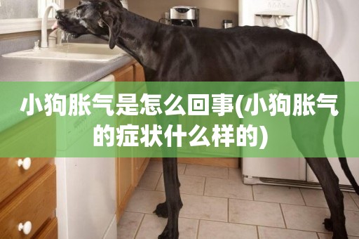 小狗脹氣是怎么回事(小狗脹氣的癥狀什么樣的)