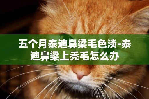 五個月泰迪鼻梁毛色淡-泰迪鼻梁上禿毛怎么辦