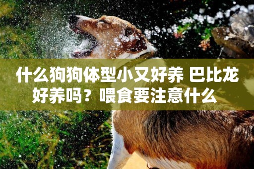 什么狗狗體型小又好養 巴比龍好養嗎？喂食要注意什么 