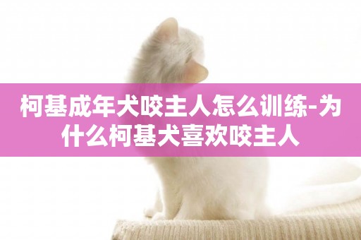 柯基成年犬咬主人怎么訓練-為什么柯基犬喜歡咬主人