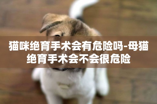 貓咪絕育手術會有危險嗎-母貓絕育手術會不會很危險