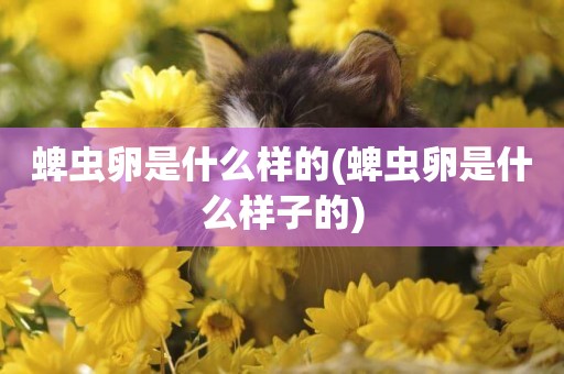 蜱蟲卵是什么樣的(蜱蟲卵是什么樣子的)