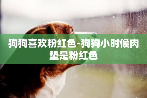 狗狗喜歡粉紅色-狗狗小時候肉墊是粉紅色