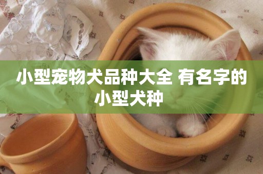 小型寵物犬品種大全 有名字的小型犬種 