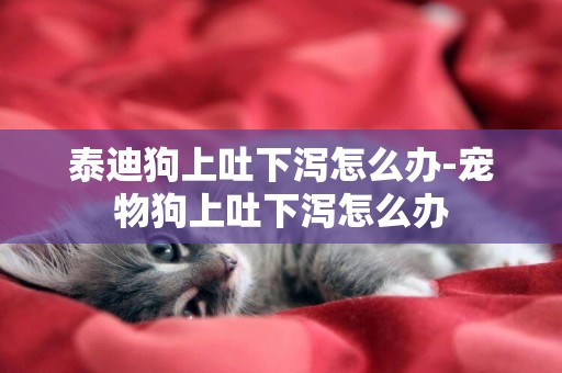 泰迪狗上吐下瀉怎么辦-寵物狗上吐下瀉怎么辦