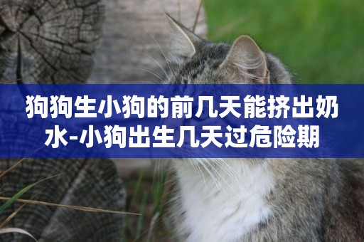 狗狗生小狗的前幾天能擠出奶水-小狗出生幾天過危險期