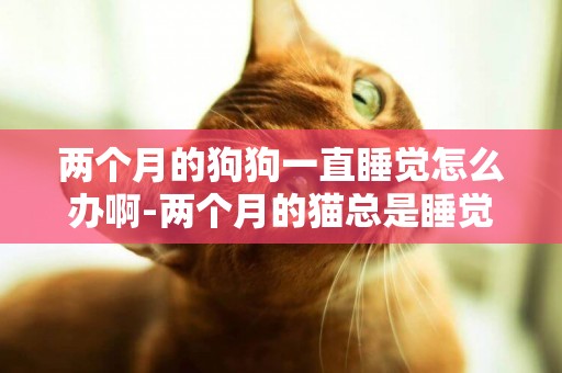 兩個月的狗狗一直睡覺怎么辦啊-兩個月的貓總是睡覺怎么辦