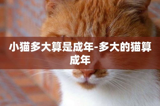 小貓多大算是成年-多大的貓算成年