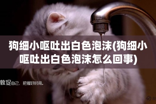 狗細小嘔吐出白色泡沫(狗細小嘔吐出白色泡沫怎么回事)