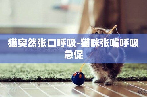 貓突然張口呼吸-貓咪張嘴呼吸急促