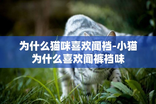 為什么貓咪喜歡聞襠-小貓為什么喜歡聞褲襠味