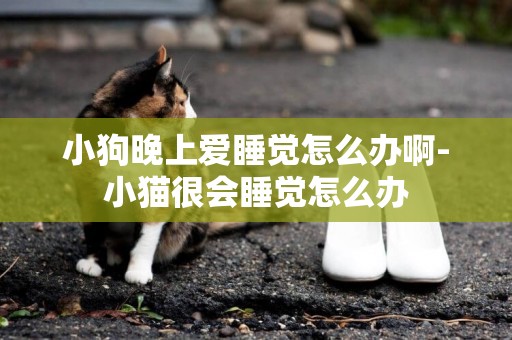 小狗晚上愛睡覺怎么辦啊-小貓很會睡覺怎么辦