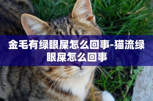 金毛有綠眼屎怎么回事-貓流綠眼屎怎么回事