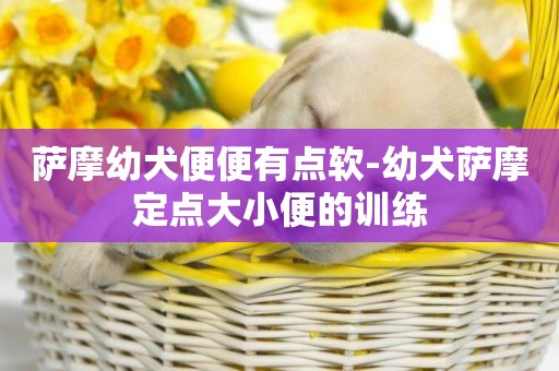 薩摩幼犬便便有點軟-幼犬薩摩定點大小便的訓練