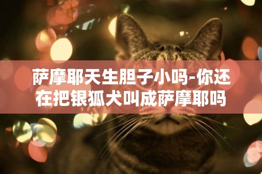 薩摩耶天生膽子小嗎-你還在把銀狐犬叫成薩摩耶嗎