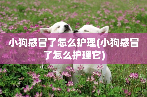 小狗感冒了怎么護理(小狗感冒了怎么護理它)