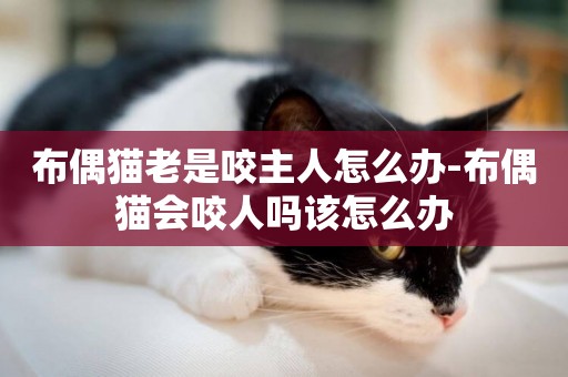 布偶貓老是咬主人怎么辦-布偶貓會咬人嗎該怎么辦