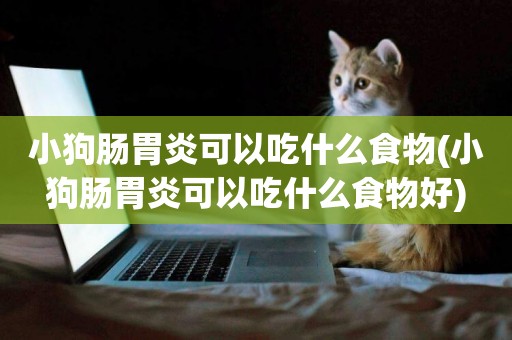 小狗腸胃炎可以吃什么食物(小狗腸胃炎可以吃什么食物好)
