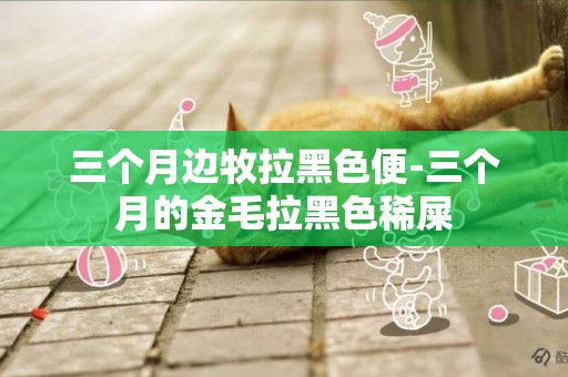 三個月邊牧拉黑色便-三個月的金毛拉黑色稀屎