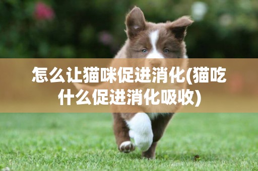 怎么讓貓咪促進消化(貓吃什么促進消化吸收)