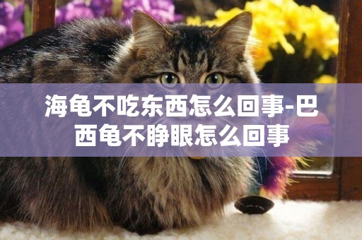 海龜不吃東西怎么回事-巴西龜不睜眼怎么回事