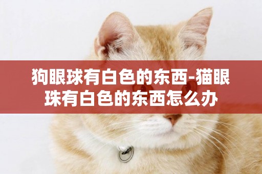 狗眼球有白色的東西-貓眼珠有白色的東西怎么辦