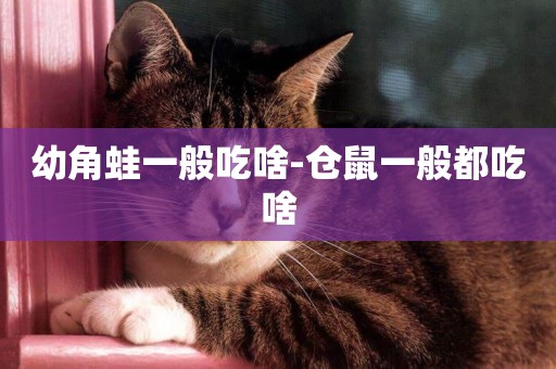 幼角蛙一般吃啥-倉鼠一般都吃啥