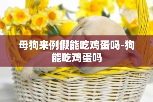 母狗來例假能吃雞蛋嗎-狗能吃雞蛋嗎