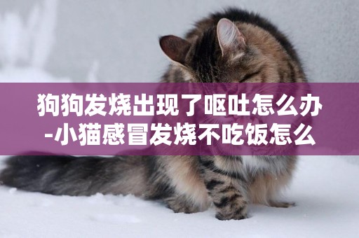狗狗發燒出現了嘔吐怎么辦-小貓感冒發燒不吃飯怎么辦