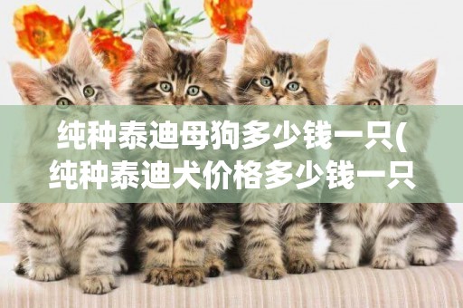 純種泰迪母狗多少錢一只(純種泰迪犬價格多少錢一只)