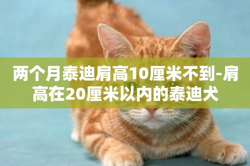 兩個月泰迪肩高10厘米不到-肩高在20厘米以內的泰迪犬