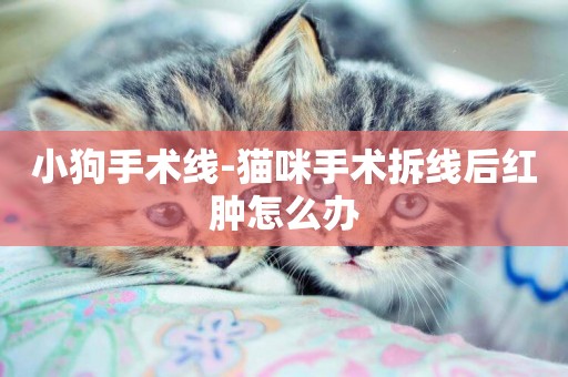 小狗手術線-貓咪手術拆線后紅腫怎么辦