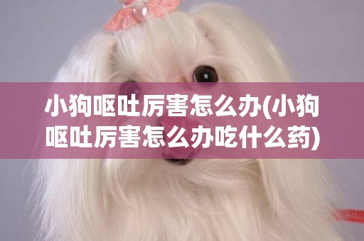 小狗嘔吐厲害怎么辦(小狗嘔吐厲害怎么辦吃什么藥)