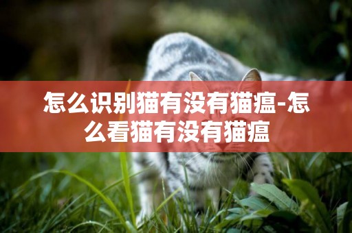 怎么識別貓有沒有貓瘟-怎么看貓有沒有貓瘟