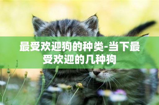 最受歡迎狗的種類-當下最受歡迎的幾種狗