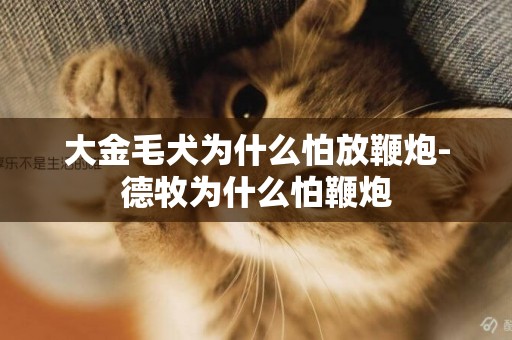 大金毛犬為什么怕放鞭炮-德牧為什么怕鞭炮