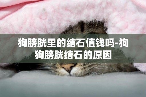 狗膀胱里的結石值錢嗎-狗狗膀胱結石的原因