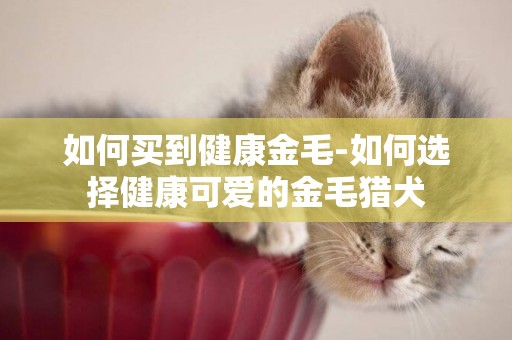 如何買到健康金毛-如何選擇健康可愛的金毛獵犬