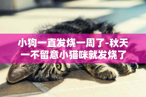 小狗一直發燒一周了-秋天一不留意小貓咪就發燒了