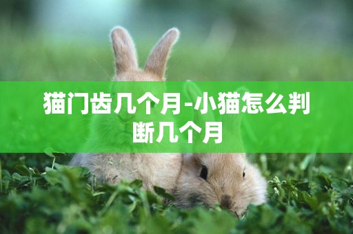 貓門齒幾個月-小貓怎么判斷幾個月