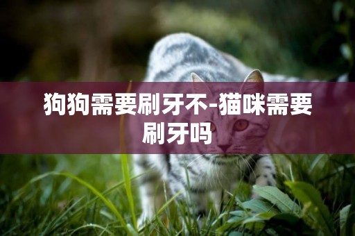 狗狗需要刷牙不-貓咪需要刷牙嗎