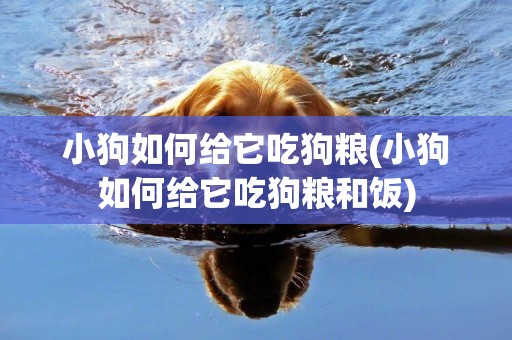小狗如何給它吃狗糧(小狗如何給它吃狗糧和飯)