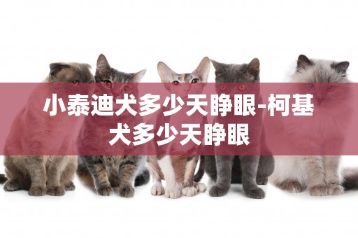 小泰迪犬多少天睜眼-柯基犬多少天睜眼