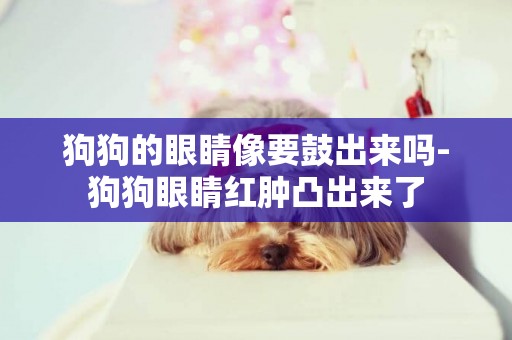 狗狗的眼睛像要鼓出來嗎-狗狗眼睛紅腫凸出來了